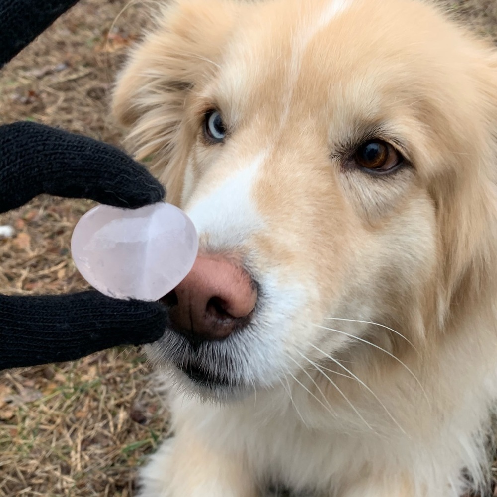 Have some silly shots of my beautiful dog